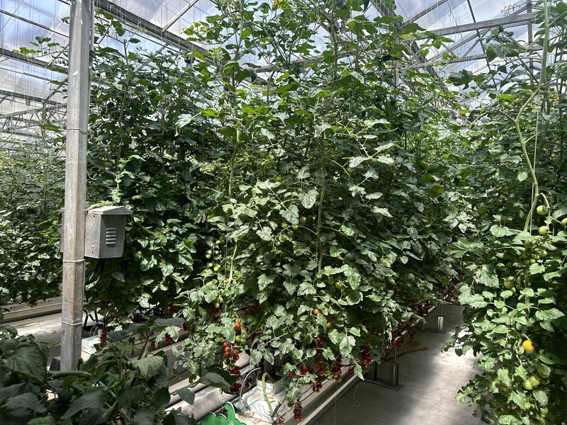 域定制连栋薄膜温室、智能玻璃温室｜源头实体工厂，按需设计、明细报价、低运维方案